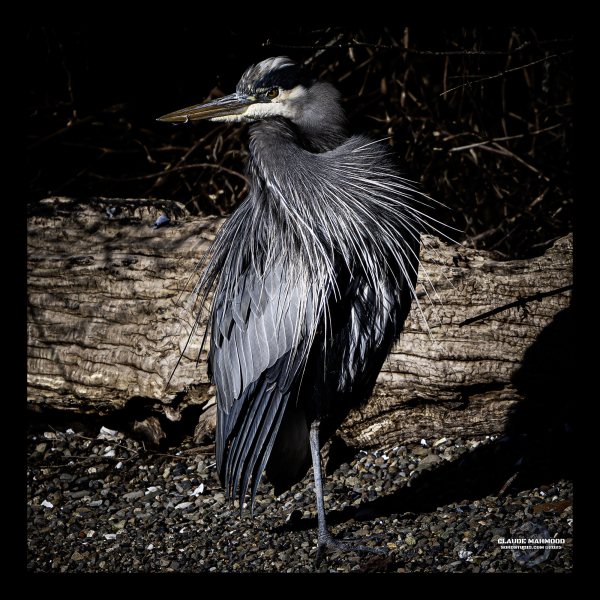 CWM_7851