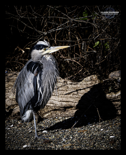 CWM_7884