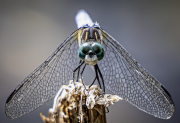 1_Dragonfly-Frontview